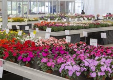 De Impacio's van PAC. 